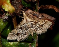 Diasemia