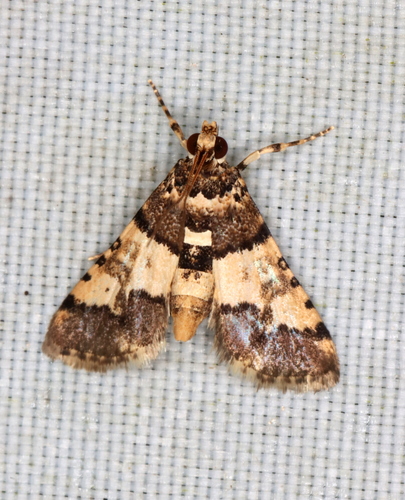 Nacoleia mesochlora Meyrick, 1884