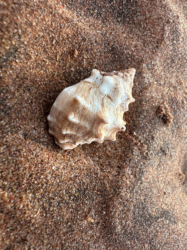 Mancinella echinata observed 2026-05-08
