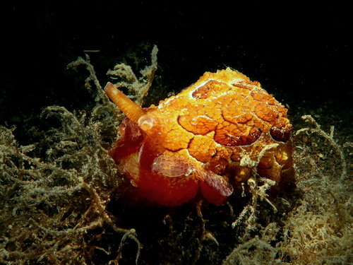 Pleurobranchus forskalii