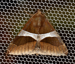 Dysgonia constricta