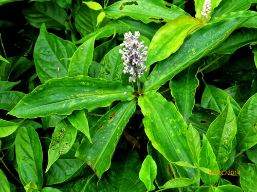 Palisota ambigua, photograph 3