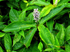 Philippe Hornus, CC BY, iNaturalist via GBIF Palisota ambigua, photograph Philippe Hornus, CC BY, iNaturalist via GBIF