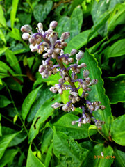 Philippe Hornus, CC BY, iNaturalist via GBIF Palisota ambigua, photograph Philippe Hornus, CC BY, iNaturalist via GBIF