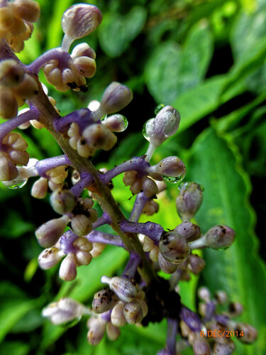 Palisota ambigua, photograph 5