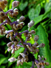 Philippe Hornus, CC BY, iNaturalist via GBIF Palisota ambigua, photograph Philippe Hornus, CC BY, iNaturalist via GBIF