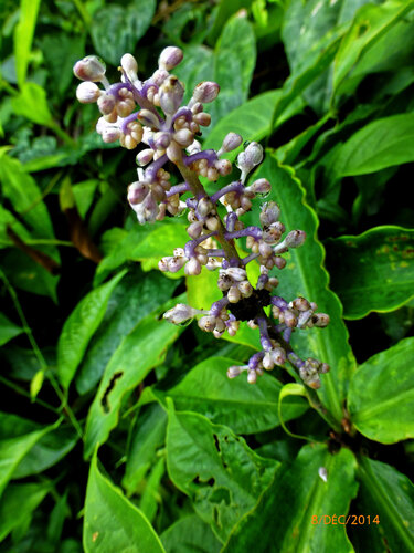 Palisota ambigua, photograph 6