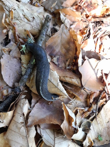 Limax cinereoniger