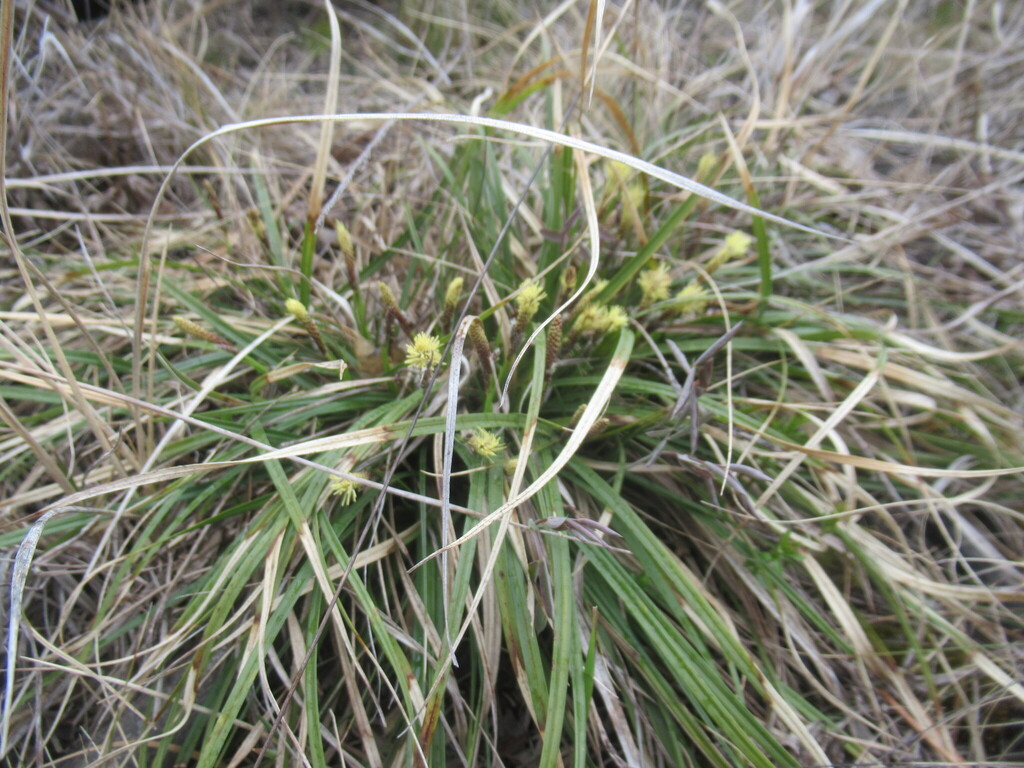 Carex pediformis; photograph author not stated, no rights reserved