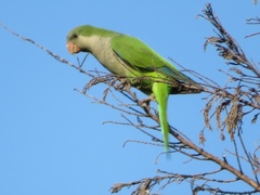 Myiopsitta monachus