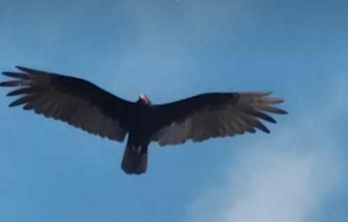 Turkey Vulture