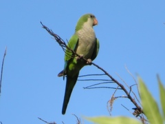 Myiopsitta monachus