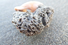 Neosabellaria kaiparaensis