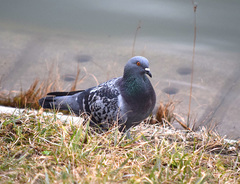 Columba livia