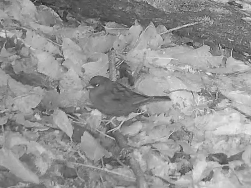 Grey Bunting (Emberiza variabilis), photo 1