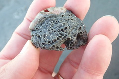 Neosabellaria kaiparaensis