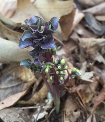 Obolaria virginica