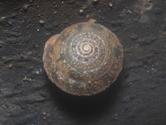 Dyakiidae