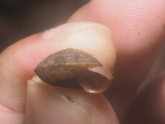 Dyakiidae