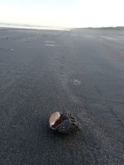 Neosabellaria kaiparaensis