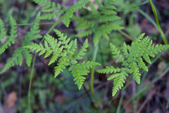 Pentagramma triangularis triangularis