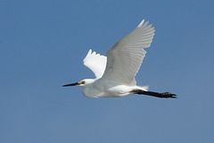Egretta garzetta nigripes