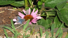 Zizina otis labradus