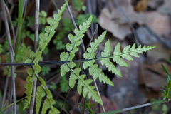 Pentagramma triangularis triangularis