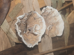 Thelephora multipartita