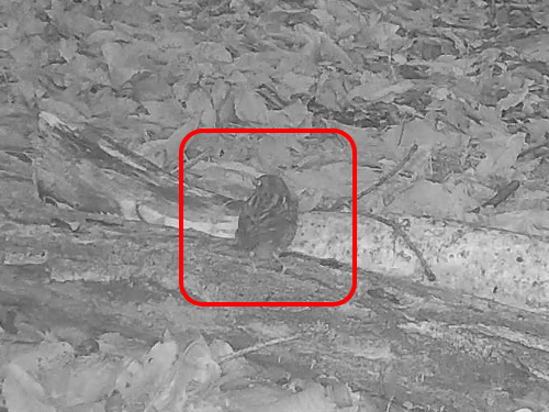 Grey Bunting (Emberiza variabilis), photo 9