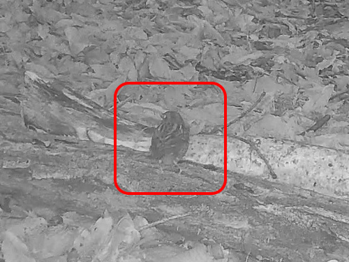 Grey Bunting (Emberiza variabilis), photo 9