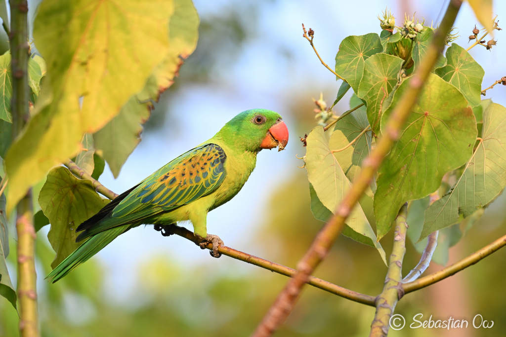 Blue-naped Parrot