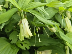 Disporum sessile, photograph (c) Rainer Breitling, some rights reserved (CC BY)