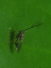 Eucharitidae
