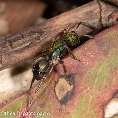 Polyrhachis hookeri