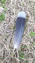 Streptopelia orientalis