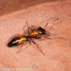 Opisthopsis picta