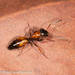 Painted Strobe Ant - Photo (c) Mark Ayers, some rights reserved (CC BY-NC), uploaded by Mark Ayers
