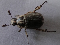 Anomala takasagoensis