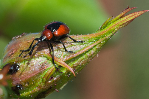 Mecorhis ungarica
