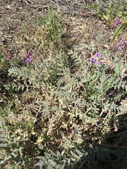 Astragalus prorifer