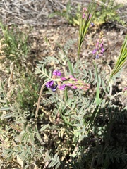 Astragalus prorifer