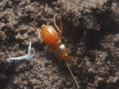 Nocticolidae