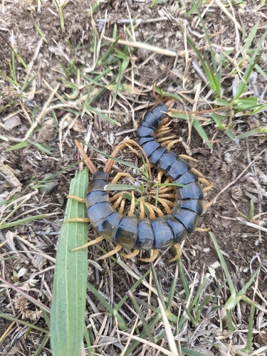 Australasian Giant Centipede