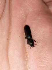 Coleoptera