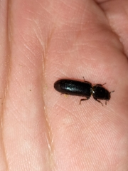 Coleoptera