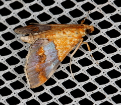 Tetracona amathealis