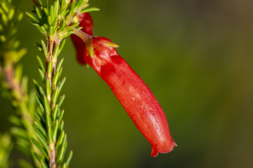 Erica mammosa, photograph 4