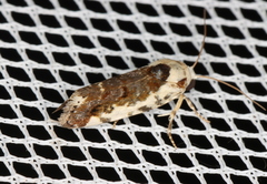 Acontia nivipicta