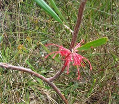 Grevillea oleoides